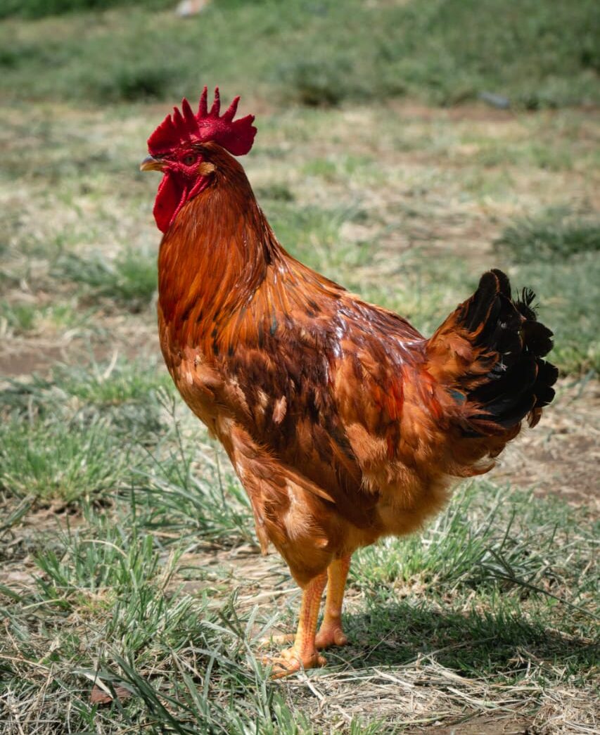 Pollo campero